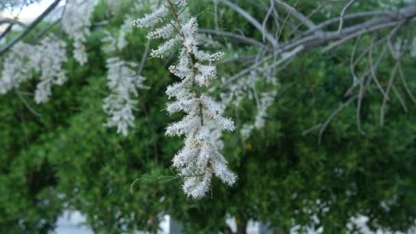 Árboles blancos esponjosos Tamarix en la ciudad de Ljuta. Plantas de Monte — Vídeo de stock