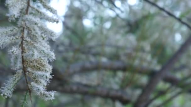 Weiße flauschige Bäume tamarix in der Stadt Ljuta. Pflanzen von monte — Stockvideo
