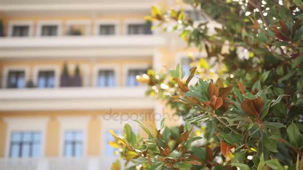 Hojas en el árbol de la magnolia. Plantas y árboles en Monteneg — Vídeo de stock
