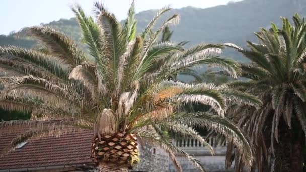 Palm tree top closeup on sea coast background — Stock Video