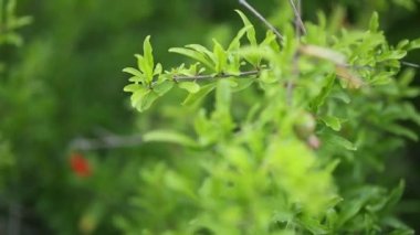 Karadağ'daki ağaç üzerinde küçük nar