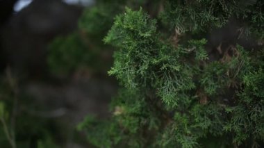 Selvi Karadağ ormandaki yeşil dallar