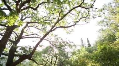 Yolun ormanın içinde. Ormanın içinden çalışan yol