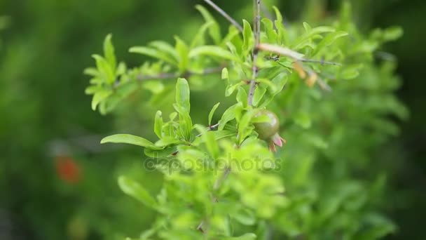 Kleine Granaatappels op de boom in Montenegro — Stockvideo