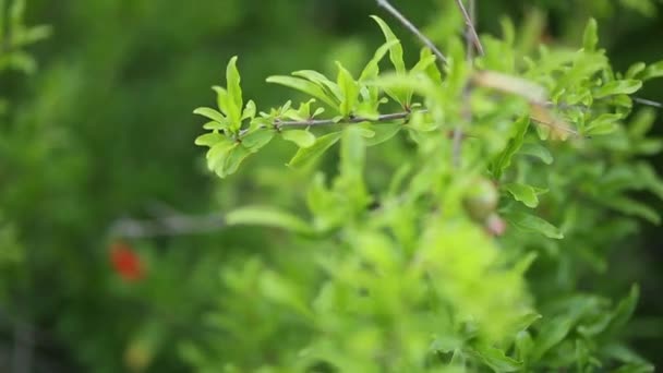 Kleine Granaatappels op de boom in Montenegro — Stockvideo