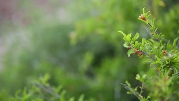 Kleine Granaatappels op de boom in Montenegro — Stockvideo
