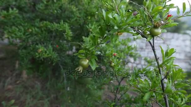 Pequeñas granadas en el árbol en Montenegro — Vídeo de stock