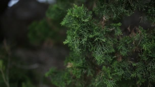 Les branches vertes du cyprès dans la forêt du Monténégro 