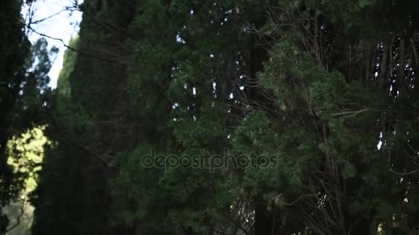 Πράσινα κλαδιά του κυπαρισσιού, στο δάσος του Μαυροβουνίου — Αρχείο Βίντεο
