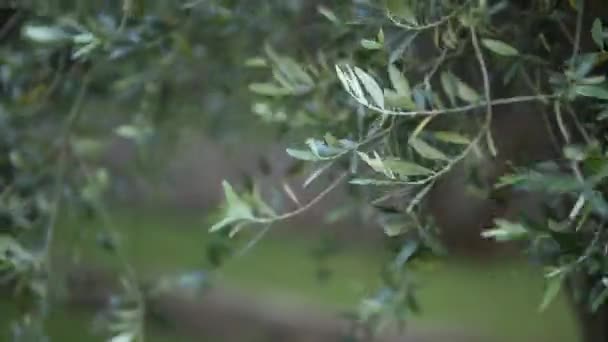 Ramo d'ulivo con foglie primo piano. Oliveti e giardini a M — Video Stock