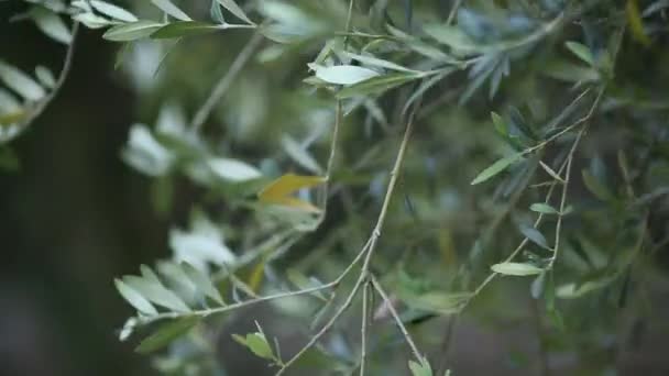 Olive branch with leaves close-up. Olive groves and gardens in M — Stock Video