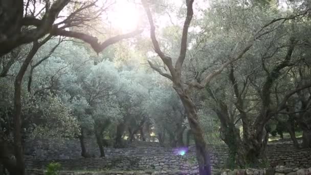 Olive branch met bladeren close-up. Olive groves en tuinen in M — Stockvideo