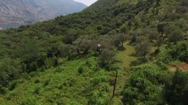 Földterület-eladásra, Montenegró. Szálloda a tenger mellett. A város Prcan — Stock videók