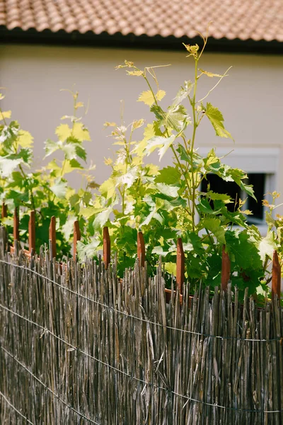 Молодой виноград растет из-за бамбукового забора на заднем плане дома с черепицей — стоковое фото