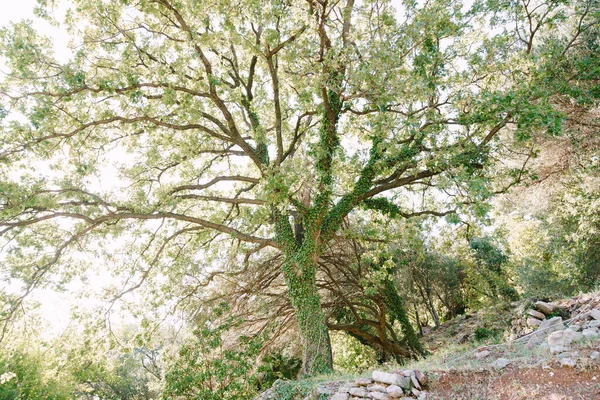 Beau chêne au coucher du soleil. Gros chêne en lierre. la lumière du soleil tombe à travers les branches du chêne . — Photo