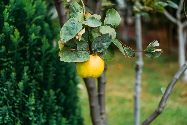 Yellow quince fruit on a tree. Organic natural quince apples on the tree at fall.