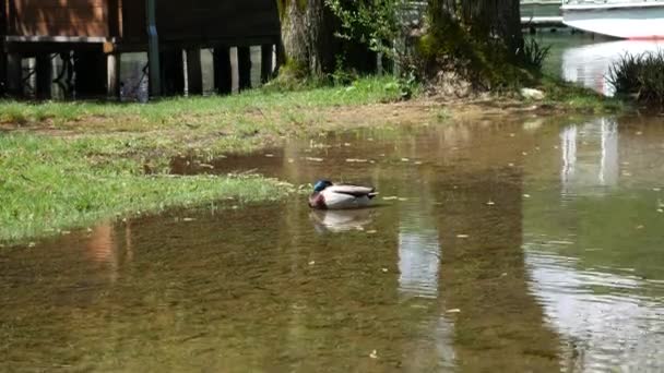 Eend zwemt in het water van het meer, Plitwick Lakes, Kroatië — Stockvideo