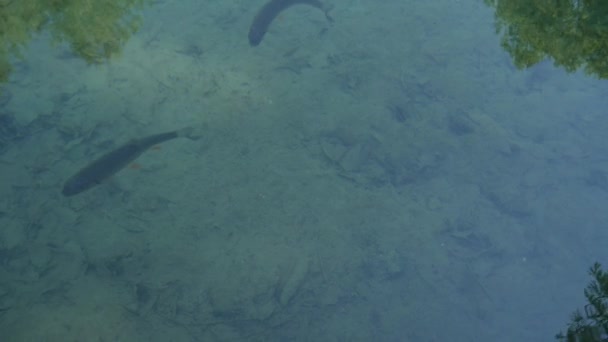 Egy csapat folyami hal, remek kilátással. Nagy halak úszkálnak a folyó tiszta bejáratánál élelmet keresve, amit a turisták dobnak rájuk. Plitvicei tavak, Horvátország — Stock videók