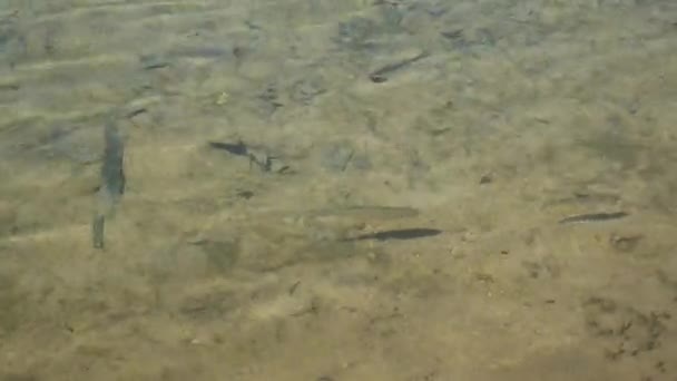 Un troupeau de poissons de rivière, vue de dessus. Les gros poissons nagent dans l'entrée propre de la rivière à la recherche de nourriture que les touristes leur jettent. Lacs de Plitvice, Croatie 