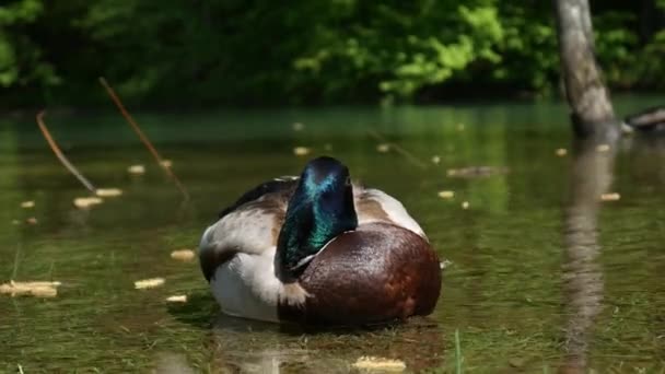 克罗地亚普里维克湖湖中的鸭子在湖中游泳 — 图库视频影像