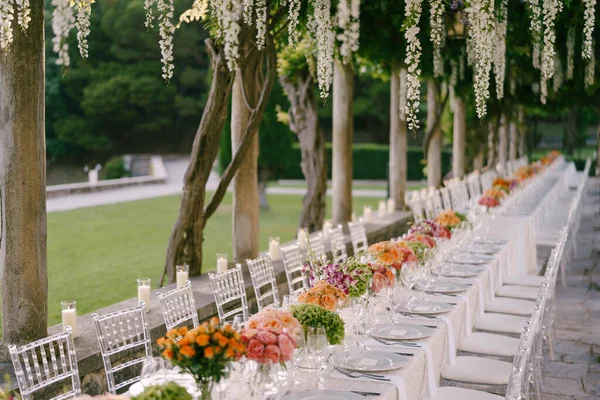 Recepción de mesa de cena de boda. Una mesa muy larga para invitados con un mantel blanco, arreglos florales, sillas transparentes de plástico de vidrio Chiavari. Bajo las viejas columnas con vides de glicina . — Foto de Stock