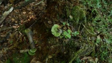 Ağaçta beyaz-yeşil mantar mantarı. Sonbahar yapraklarıyla ormandaki ağaç gövdesini kesmiş.