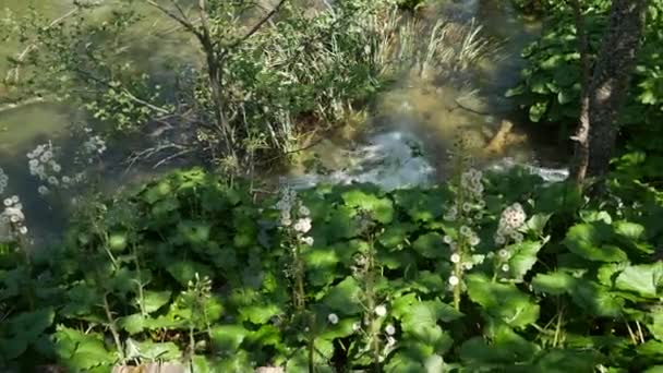 Små vattenfall bland träden vid Plitvicesjöarna i nationalparken i Kroatien. Tät grön vårlövskog. — Stockvideo