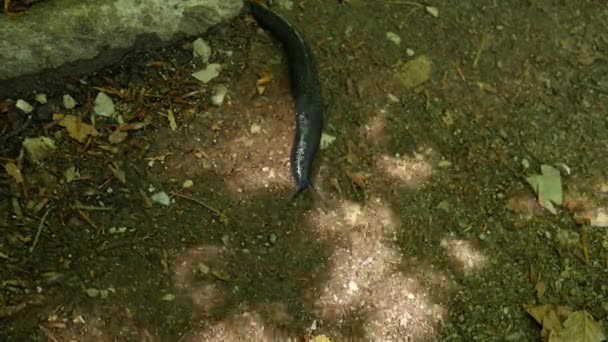 Una babosa negra se arrastra por un camino de tierra. Las babosas del bosque Arionidae - una familia de gasterópodos terrestres del orden de los caracoles pulmonares Pulmonata . — Vídeos de Stock