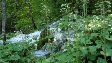 Hırvatistan 'daki Ulusal Park' taki Plitvice Gölleri 'ndeki ağaçların arasında küçük şelaleler. Yoğun yeşil bahar yaprak döken orman. Dağ nehirlerinin suları çapraz akıyor..
