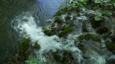Hırvatistan 'daki Ulusal Park' taki Plitvice Gölleri 'ndeki ağaçların arasında küçük şelaleler. Yoğun yeşil bahar yaprak döken orman. Nehre akan şelalenin üst manzarası.