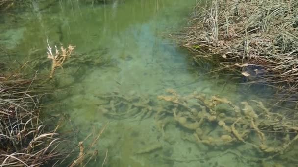 Drewno dryfujące pod wodą. Drewno dryfujące w przejrzystej wodzie w pobliżu wodospadu na Jeziorach Plitwickich w parku narodowym w Chorwacji. — Wideo stockowe