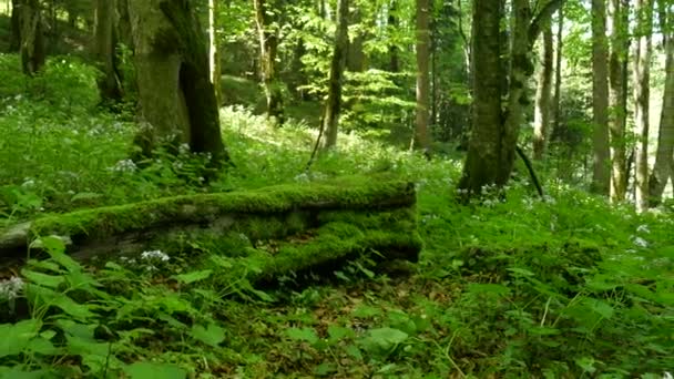 Une forêt vierge dans le parc national des lacs de Plitvice. Un énorme tronc d'arbre complètement couvert de mousse dans la forêt de hêtres .
