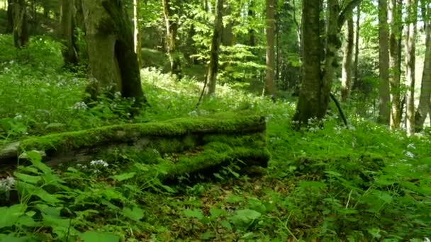 Egy szűz erdő a Plitvicei-tavak Nemzeti Parkban. Egy hatalmas fatörzs, tele mohával a bükkerdőben.. — Stock videók