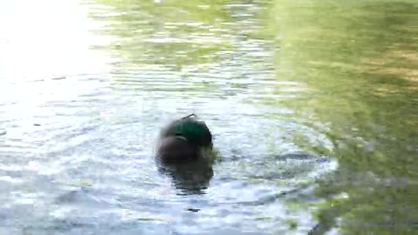 Turister matar Mallard Duck bröd på Plitvicesjöarna i en nationalpark i Kroatien. Närmare uppgifter om Plitvicesjöarna — Stockvideo