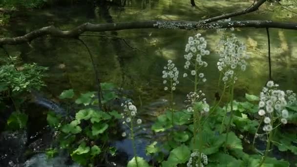 Zgniłe drewnopochodne zbliżenie leży nad burzliwym strumieniem wody górskiej rzeki nad Jeziorami Plitwickimi w Chorwacji. Ivy skrada się wzdłuż pnia drzewa. — Wideo stockowe