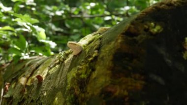Ağaçta beyaz mantar mantarı. Sonbahar yapraklarıyla ormandaki ağaç gövdesini kesmiş.