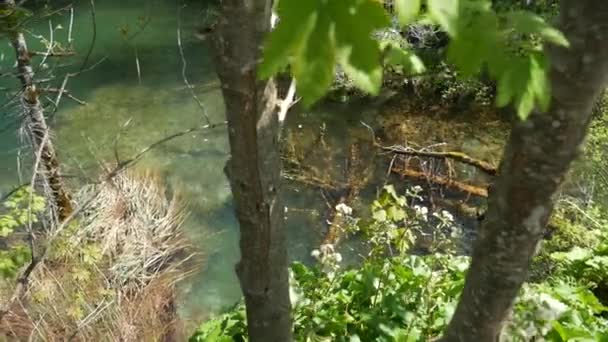 Treibholz unter Wasser. Treibholz in klarem, transparentem Wasser in der Nähe des Wasserfalls auf den Plitvicer Seen in einem Nationalpark in Kroatien. — Stockvideo