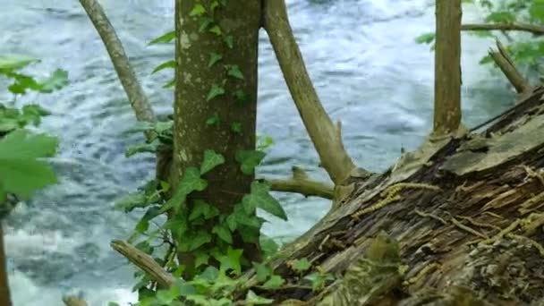 Den ruttna drivved närbild ligger ovanför en stormig ström av vatten i en bergsflod på Plitvicesjöarna, i Kroatien. Ivy kryper längs en trädstam. — Stockvideo