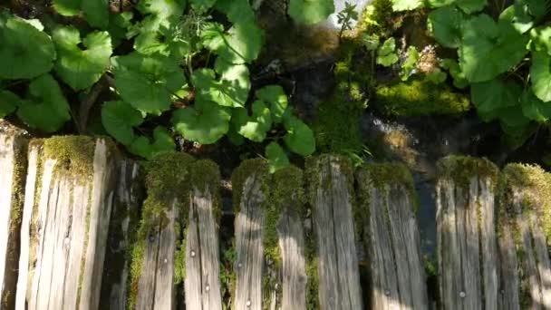 Paseo de madera a través de un denso y verde bosque de primavera sobre ríos de montaña y aguas de cascada en el Parque Nacional de los Lagos de Plitvice en Croacia . — Vídeo de stock