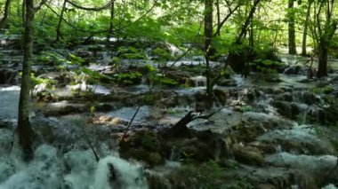 Hırvatistan 'daki Ulusal Park' taki Plitvice Gölleri 'ndeki ağaçların arasında küçük şelaleler. Yoğun yeşil bahar yaprak döken orman.