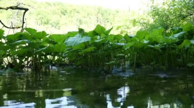 Hırvatistan 'daki Plitvice Gölleri Ulusal Parkı' na yakın tesisler. Su zambakları aktif olarak gölde büyüyorlar. Suda sürekli büyüyorlar ve karahindiba gibi çiçek açıyorlar..
