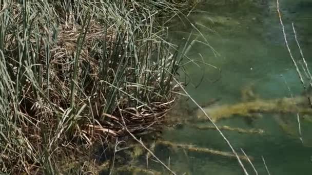 水の下の流木。クロアチアの国立公園のプリトヴィツェ湖の滝の近くの透明な水の流木. — ストック動画