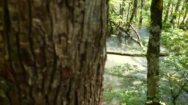 크로아티아 국립 공원의 플리트비체 호수에 있는 나무들 사이에는 작은 폭포들이 있습니다. 녹색의 봄 낙엽수림 이 울창하다. 숲 속을 흐르는 맑고 투명 한 담수호. — 비디오