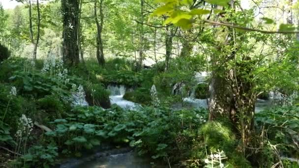 Маленькі водоспади між деревами на Плітвіцькі озера в національному парку Хорватії. Зелений весняний листяний ліс.. — стокове відео