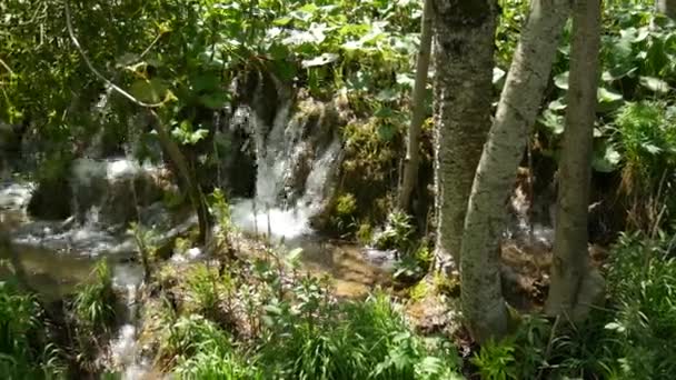 Små vattenfall bland träden vid Plitvicesjöarna i nationalparken i Kroatien. Tät grön vårlövskog. Fjällbäckar rinner i skogen vid foten av bergen. — Stockvideo