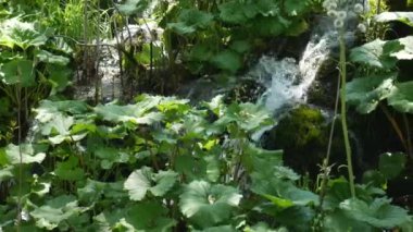 Hırvatistan 'daki Ulusal Park' taki Plitvice Gölleri 'ndeki ağaçların arasında küçük şelaleler. Yoğun yeşil bahar yaprak döken orman. Yeşil burunların arasında geniş bir deresi olan dağ deresi.