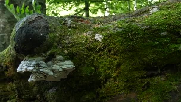 Weißer Pilz Zunder Pilz auf Baum. Gefällter Baumstamm im Wald im Herbstlaub — Stockvideo