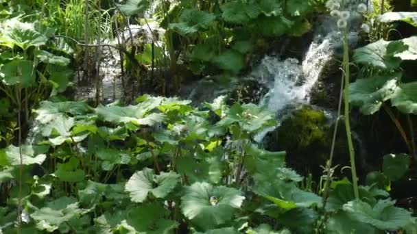 Kis vízesések a Plitvicei-tavak között a horvátországi Nemzeti Parkban. Sűrű zöld tavasz lombhullató erdő. Hegyi patak nagy patak között zöld burdock. — Stock videók