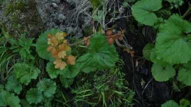 Hırvatistan 'daki Plitvice Gölleri Ulusal Parkı' na yakın tesisler. Su zambakları aktif olarak gölde büyüyorlar. Suda sürekli büyüyorlar ve karahindiba gibi çiçek açıyorlar..