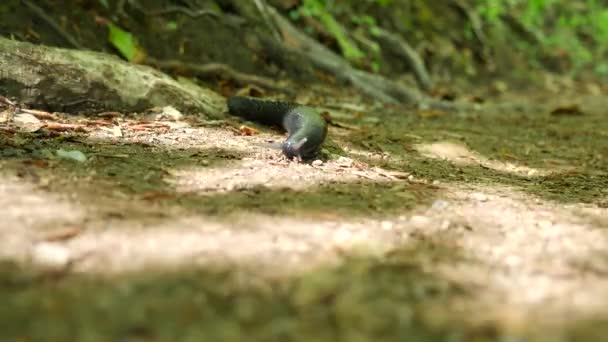 Een zwarte kogel kruipt langs een onverharde weg. Bosslakken Arionidae - een familie van terrestrische buikpotigen uit de orde van de longslakken (Pulmonata). — Stockvideo
